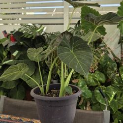 Alocasia Regal Shield 