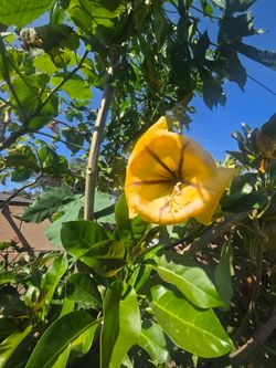 Plant with flowers 💐 yellow