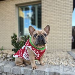 Frenchie Christmas sweater 