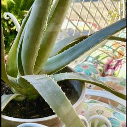 Plants” Aloe Vera. Sabila.