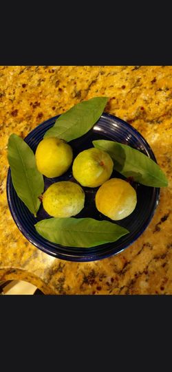 Fresh Guavas for Sale