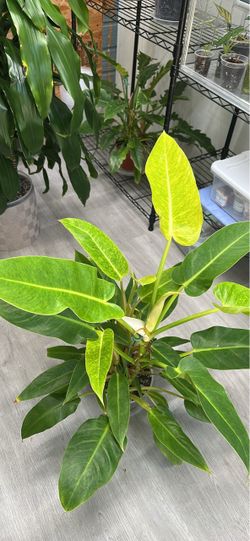 Philodendron 'Calkins Gold'