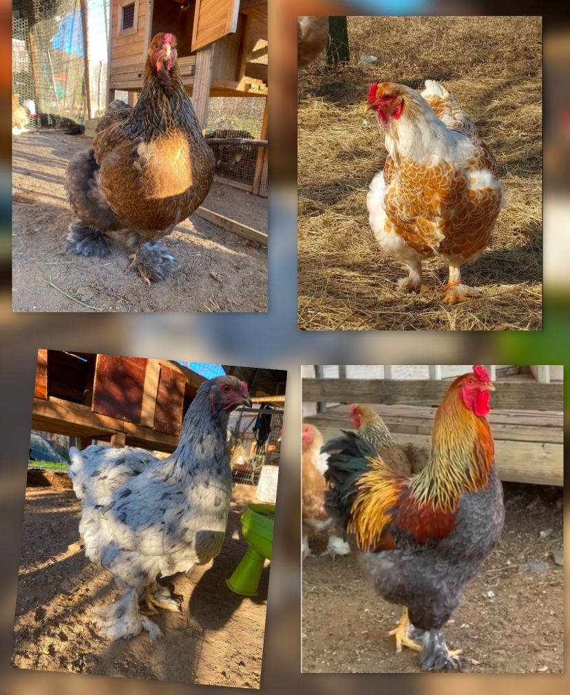Huevos Fértiles De Gallinas De Raza Brahma