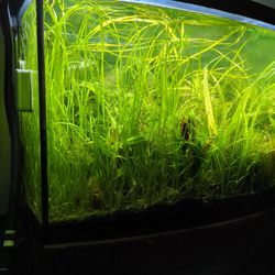 Tall grass Aquarium Plant For Trade