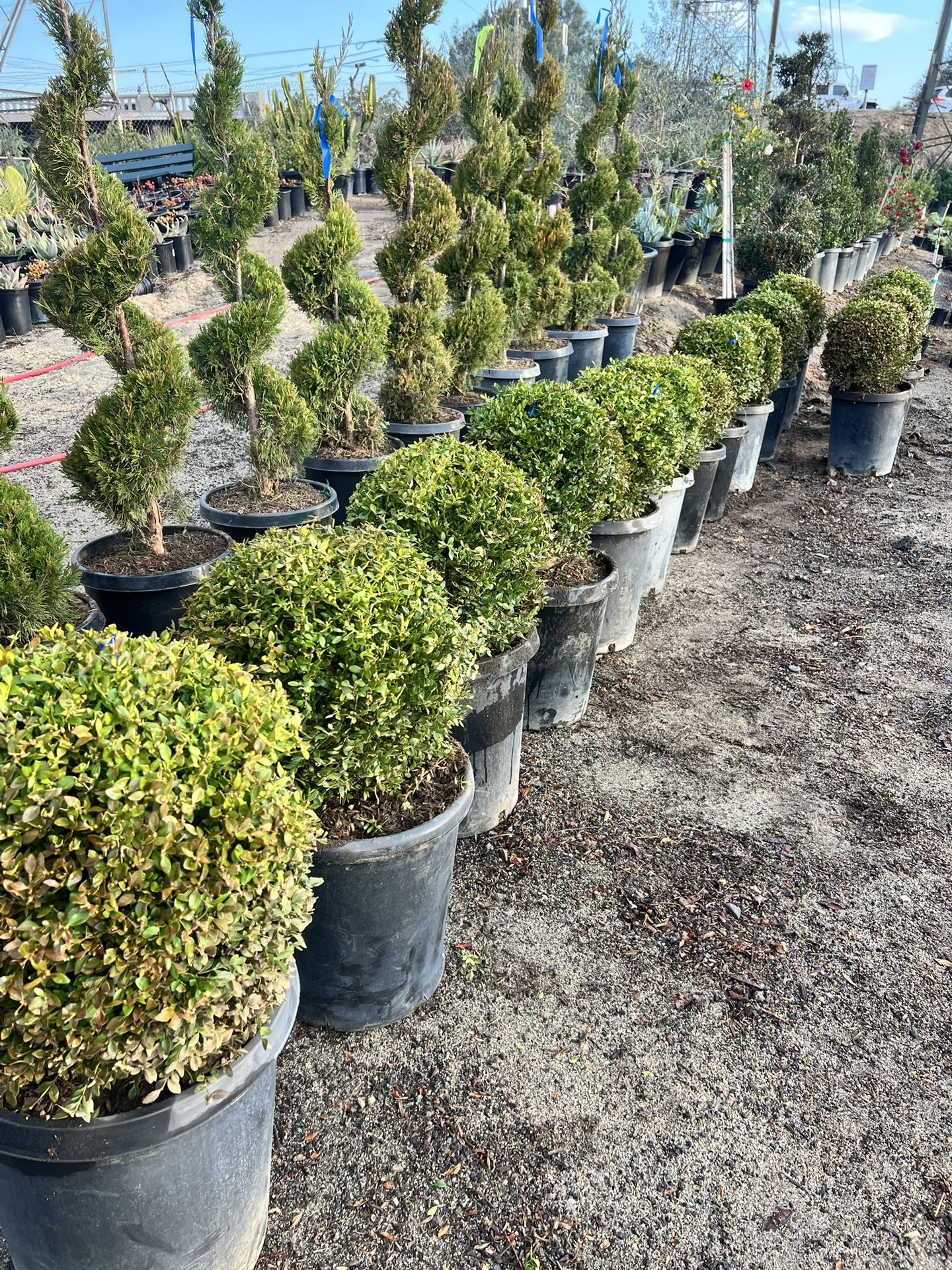 Topiary Boxwood And Junipers