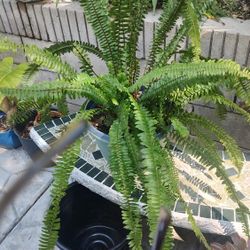 Beautiful Plant