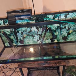 Fish Tank Setup