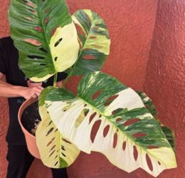 Monstera Lechleriana variegated