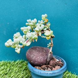 Rare    Lampranthus blandus/ Pink Vygie/ Sandstone Vygie bonsai live rooted, get 2 free succulent cuttings