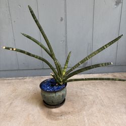 6 Inch Glazed Planter With Sansevieria Plant