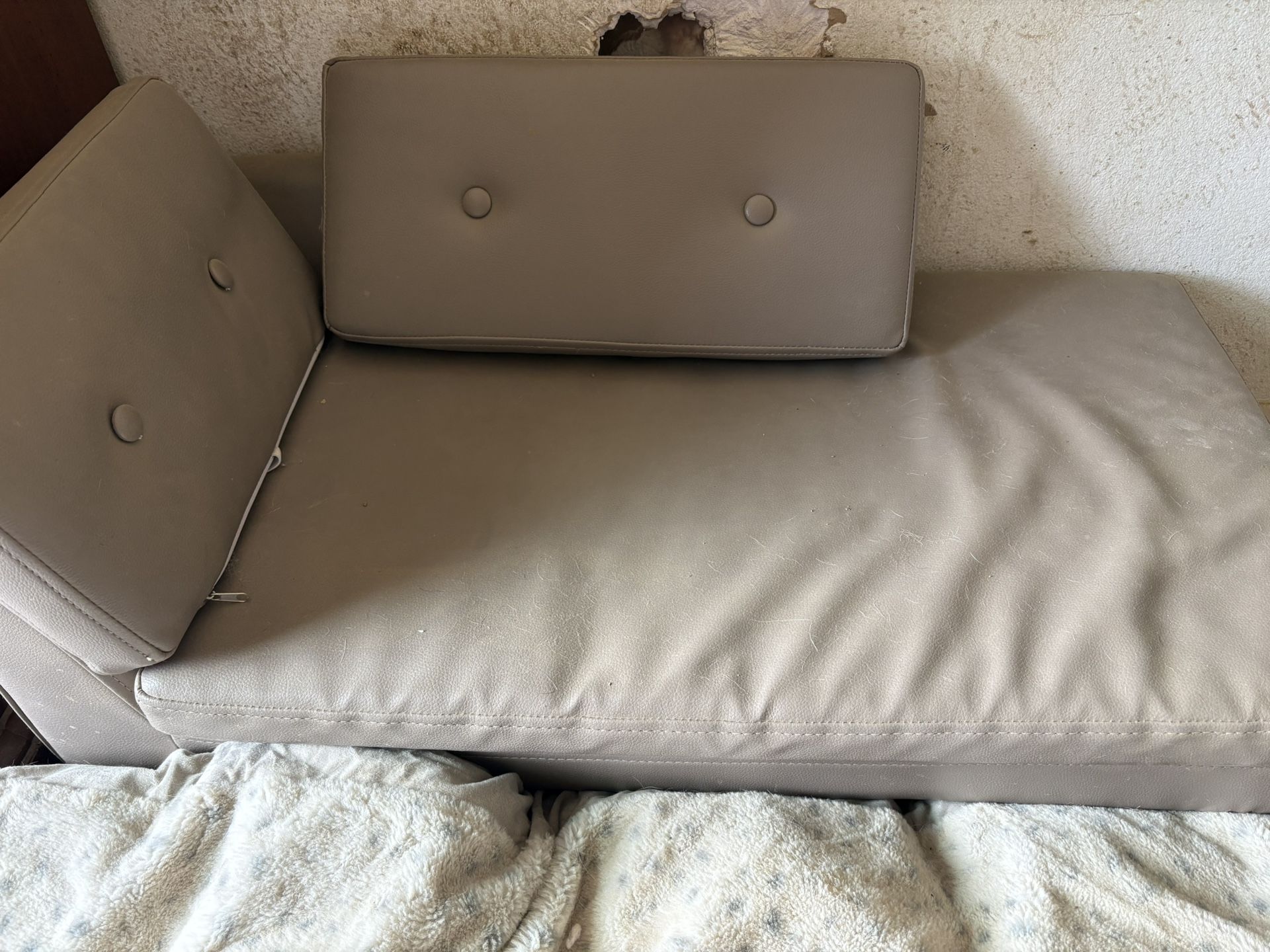 Free Dog Lounging Couch