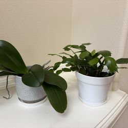 Live Healthy Plants In 6” Pot 