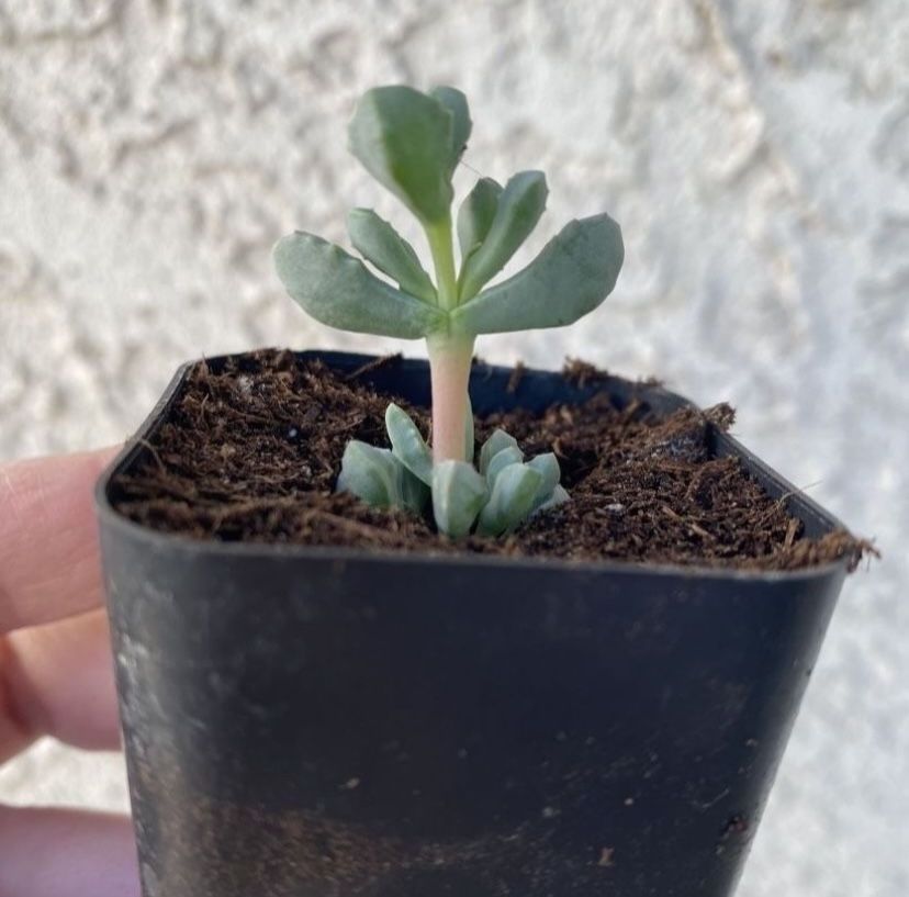 2 Inch Pot Succulent Plant - Deltoid Leaved Dewplant - Oscularia Deltoides - Rooted & Established - Drought Resistant 🪴 Perfect Baby & Wedding Shower