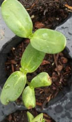 Sunflower( mammoth )$1
