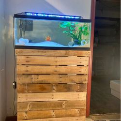 Fill Set Up Tank & Custom Stand & Multiple Adult Electric Blue Crawfish