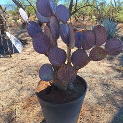 Purple Paddle Cactus