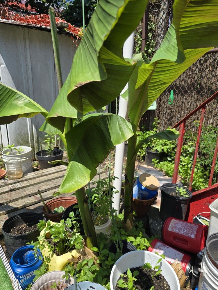 Live Banana Tree Plant.
