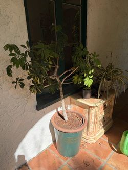 Large Schefflera Tree in Decorative Pot