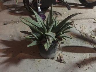 Plant