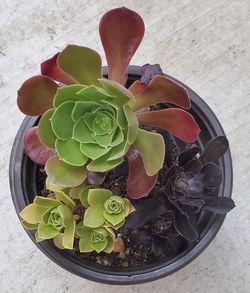 Aeonium