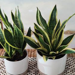 Yellow Edge Sanseveria 💛 Plants In Ceramic Pots.  $35 Each