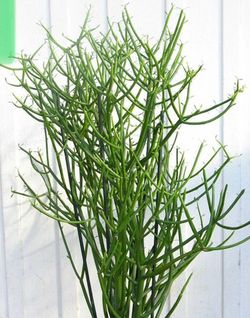 2 plants