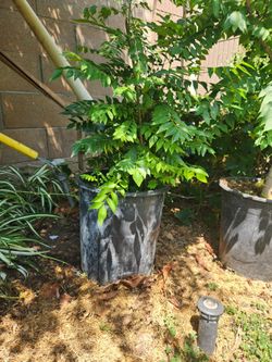 Curry leaf plant