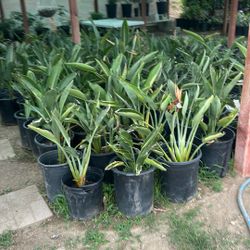 Birds Of Paradise Plants