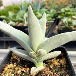 Crassula Falcata "Propeller Plant" 🌱