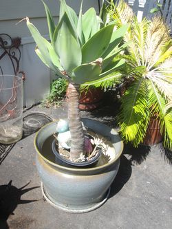 GORGEOUS LARGE PLANTER  AND PLANT