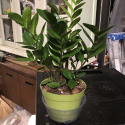 Zamioculcas Zamiifolia 6”