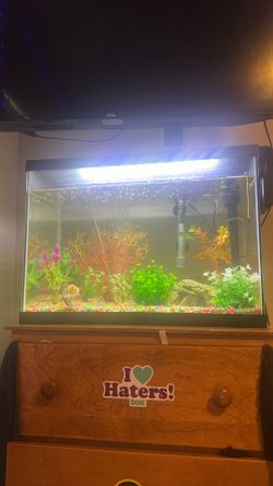 Fish Aquarium