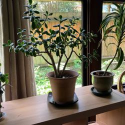 Jade Plant In Terracotta Pot 