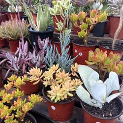 Variety Of Succulents Plants 