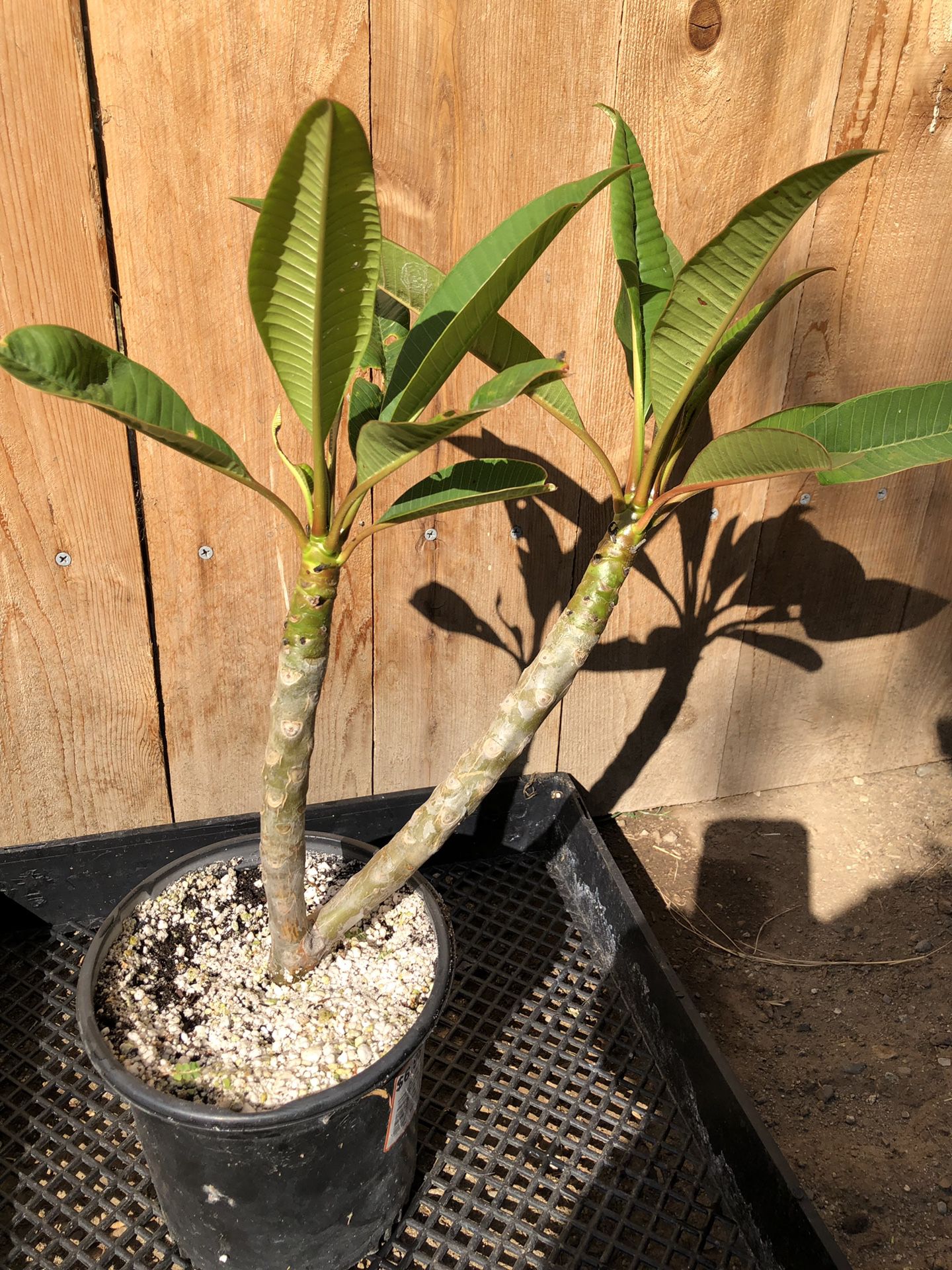 Large plumeria rooted cutting