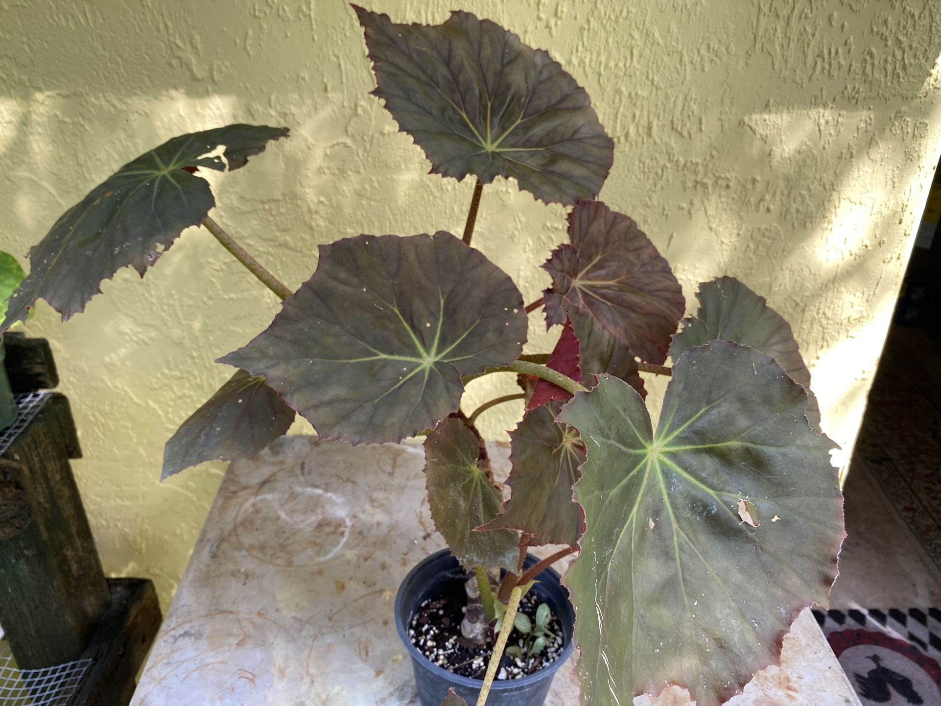 Begonia Jungle Variety