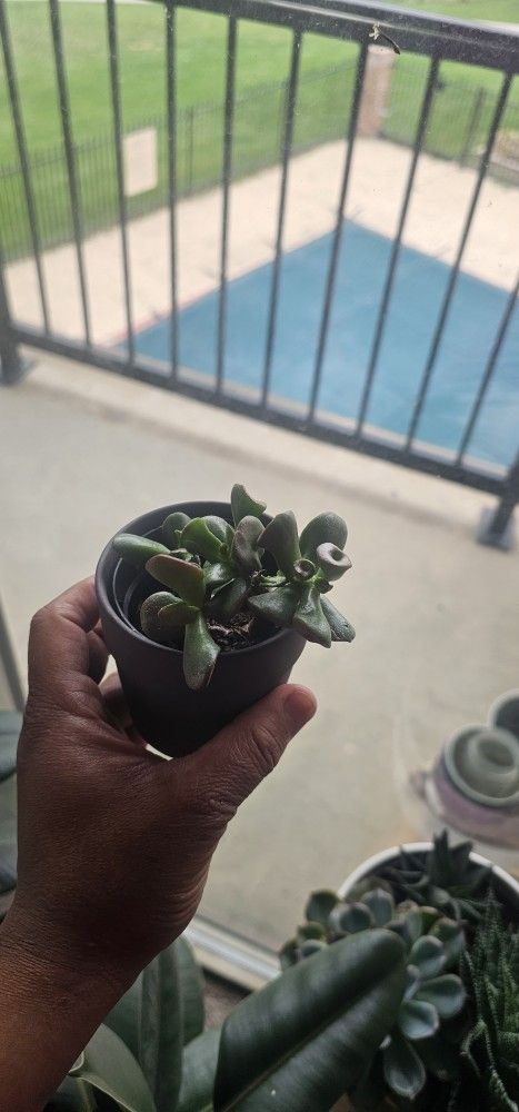 Ogre Ear Succulents