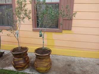 ORBEQUINA OLIVOS