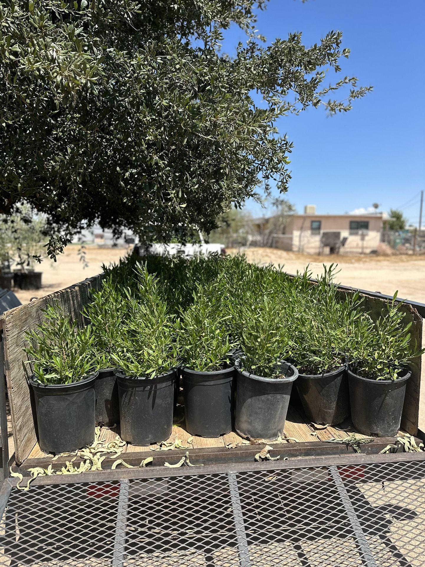 Hop Seed (Dodonea) 5 Gallon $15 Each