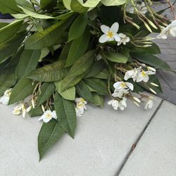 White And Yellow Plumeria Plant 
