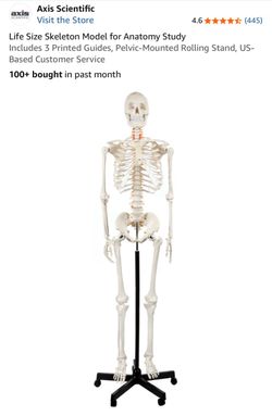 Axis Anatomy Skeleton
