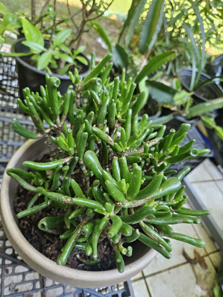 Jade Plant