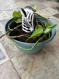 Potted plant 🪴