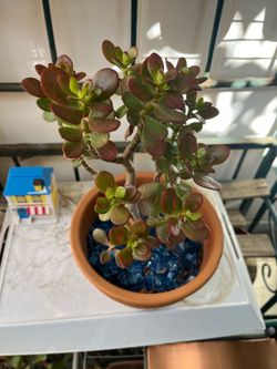 Live plants on sale