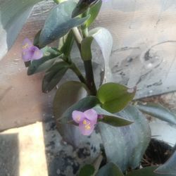 Plant Tradescantia 