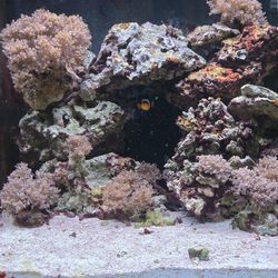 Biocube 32 aquarium with stand