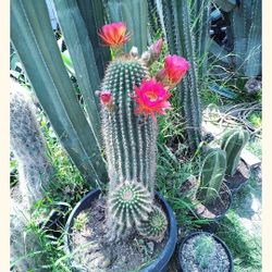 Giant Red Torch Cactus Plant