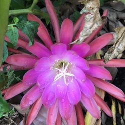 Orchid Cactus