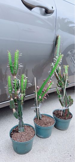 Cactus for Sale 🪴$10 each
