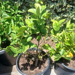 Grafted Dwarf Mexican Lime Trees 😃🌿🌿🌿🍋🟩🍋🟩🍋🟩
